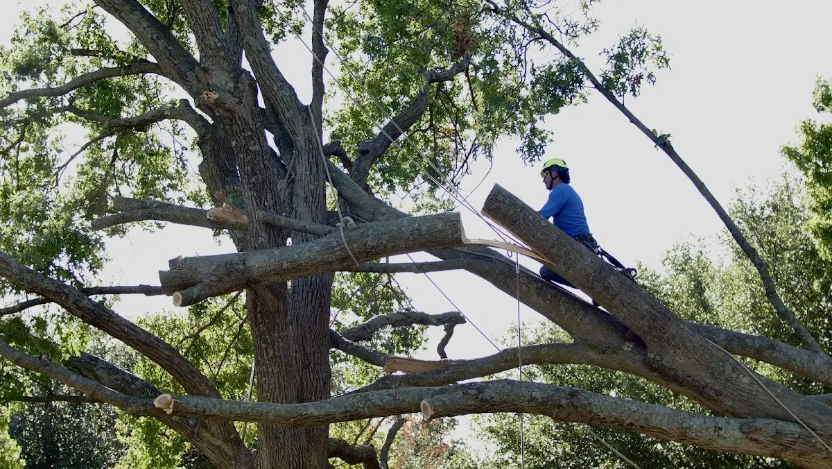 Professional Crown Thinning performed by certified arborists in Morgan